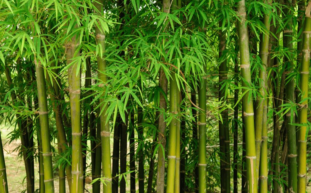 Bamboo (Bambusoideae)