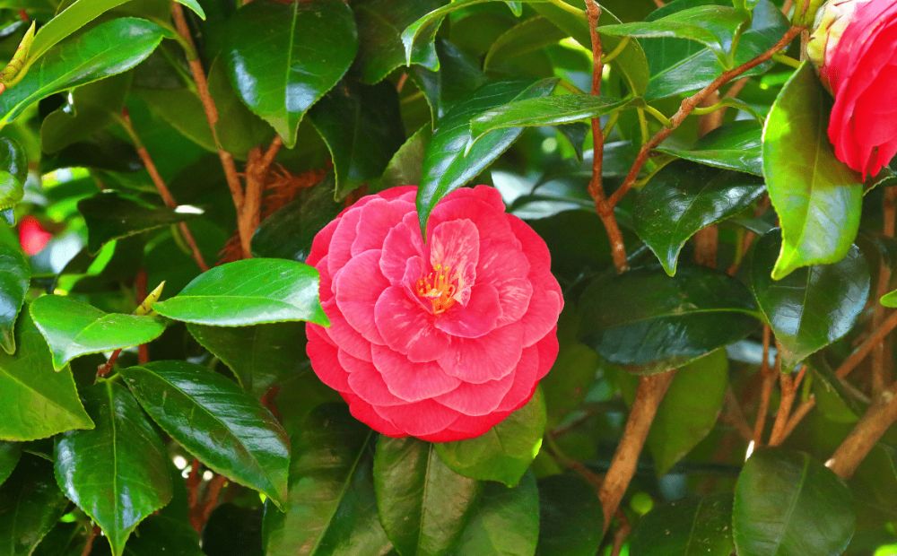 Camellia (Camellia)