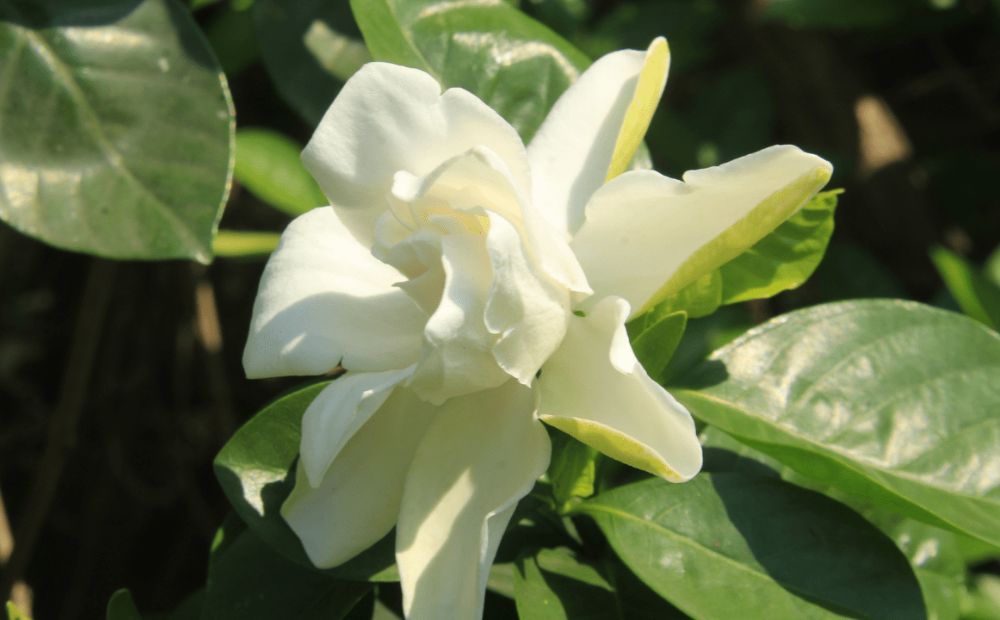 Gardenia (Gardenia jasminoides)