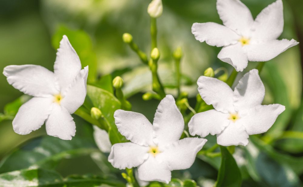 Jasmine (Jasminum)