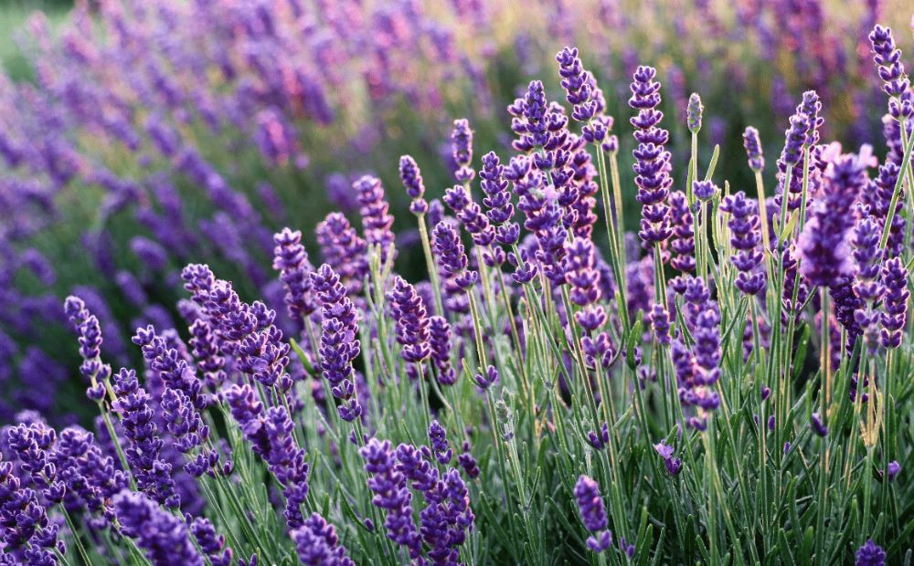 Lavender (Lavandula)