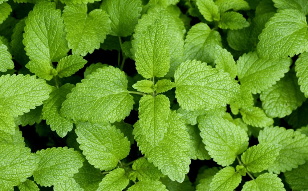 Lemon Balm (Melissa officinalis)