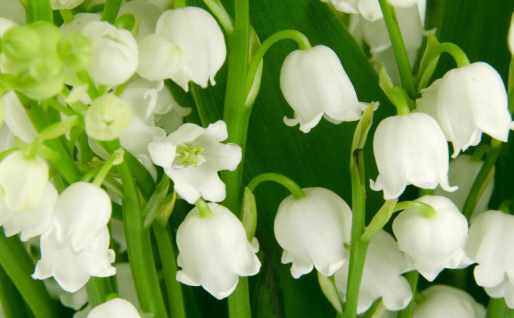 Lily of the Valley (Convallaria majalis)