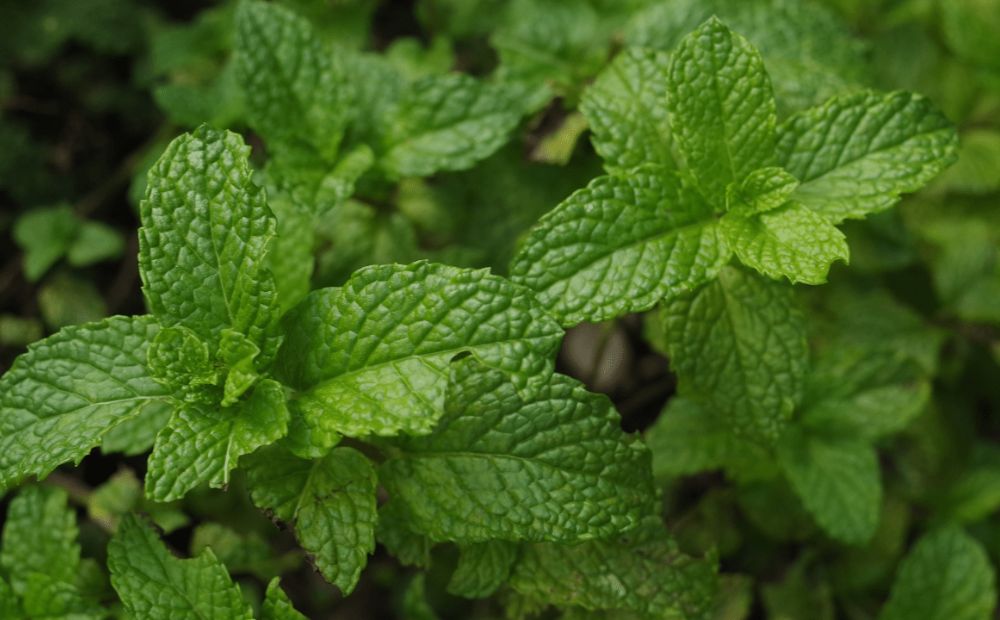 Mint (Mentha)