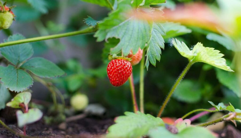 What is the Meaning of Doing Gardening? Unearthing the Deeper Significance