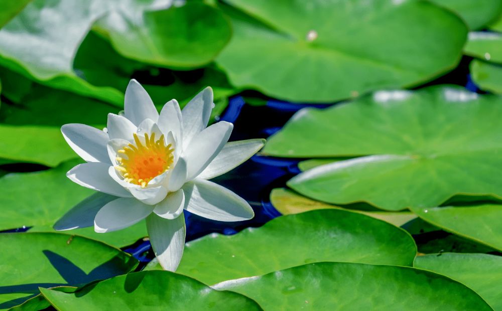 Water Lilies (Nymphaeaceae)