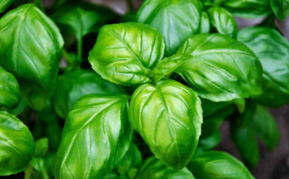 Basil