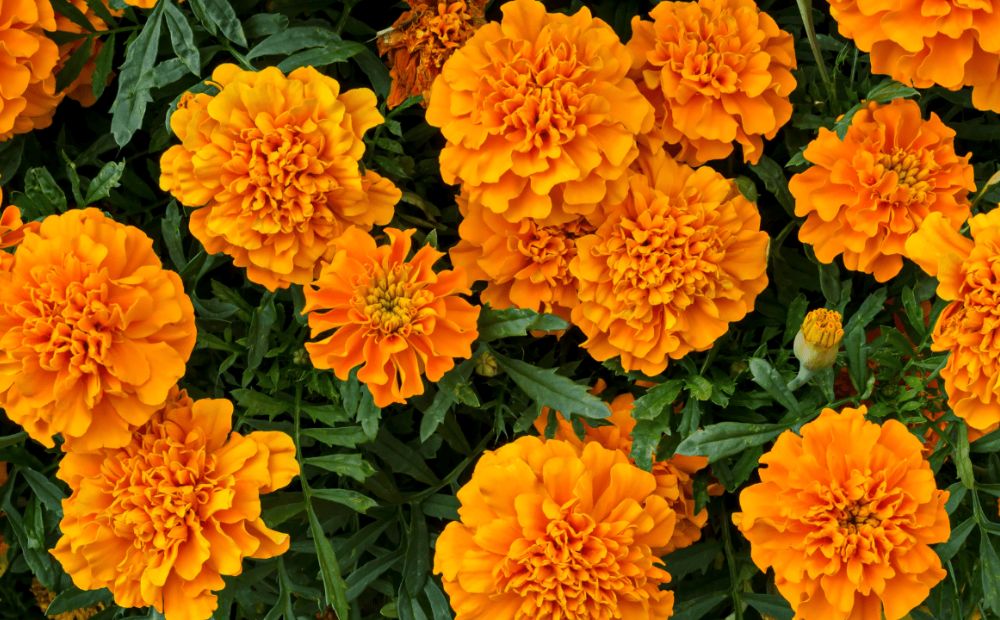 Marigolds