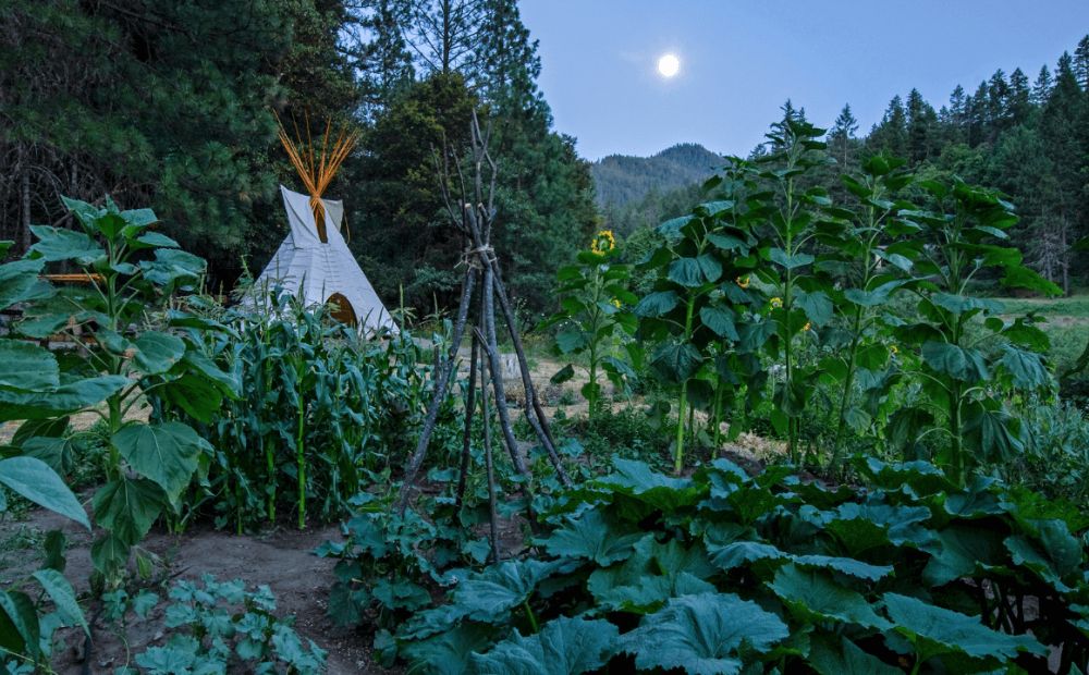 Moon Gardens: A Sensory Oasis After Dark