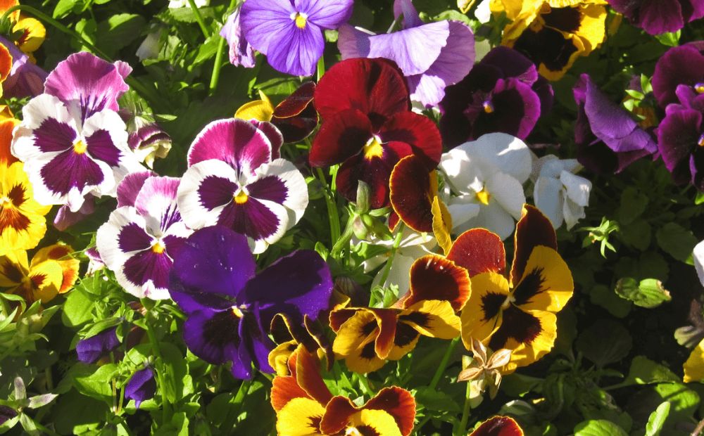 Pansies