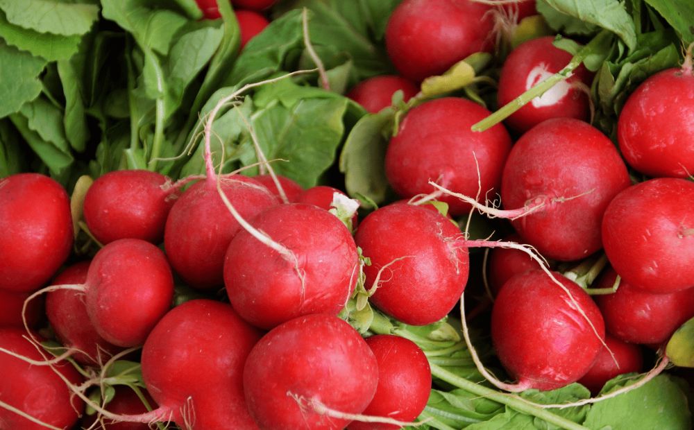 Radishes