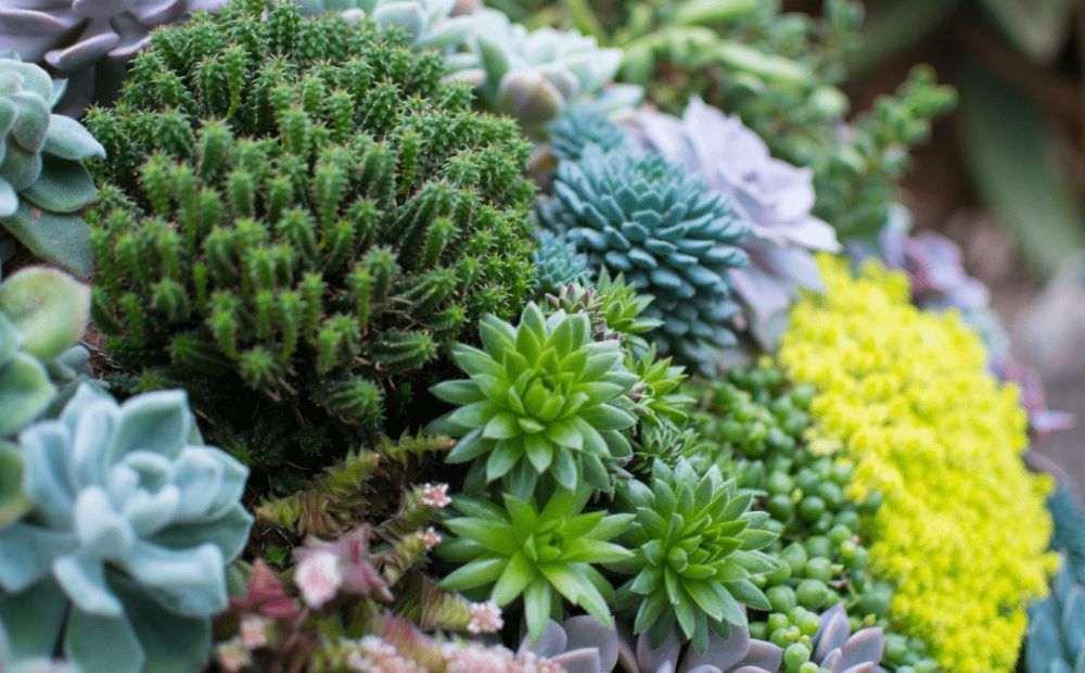 Rock Gardens: A Symphony of Rocks and Succulents