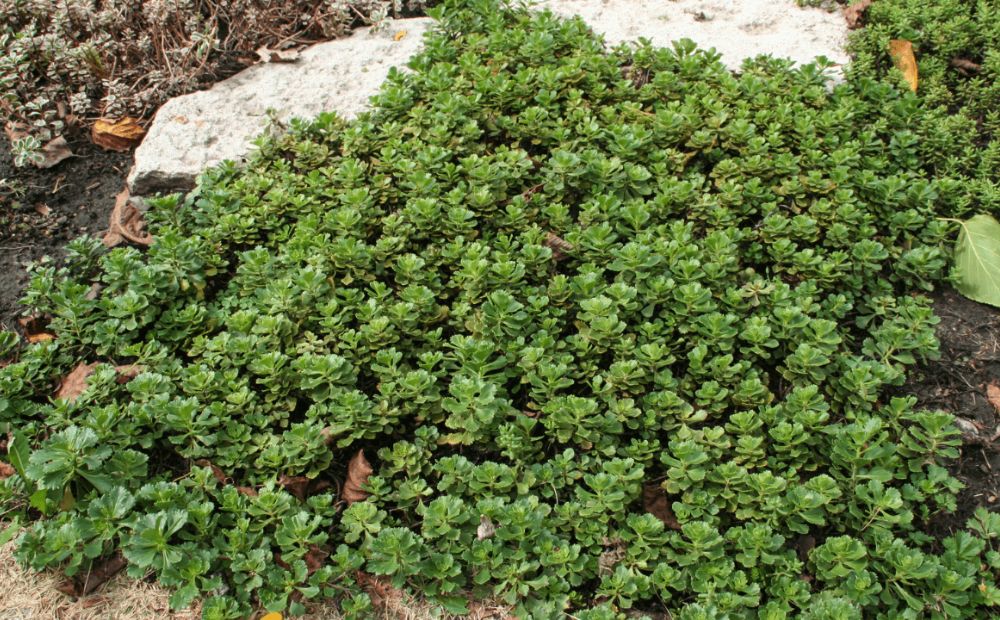 Unconventional Ground Covers: Adding Fragrance and Texture