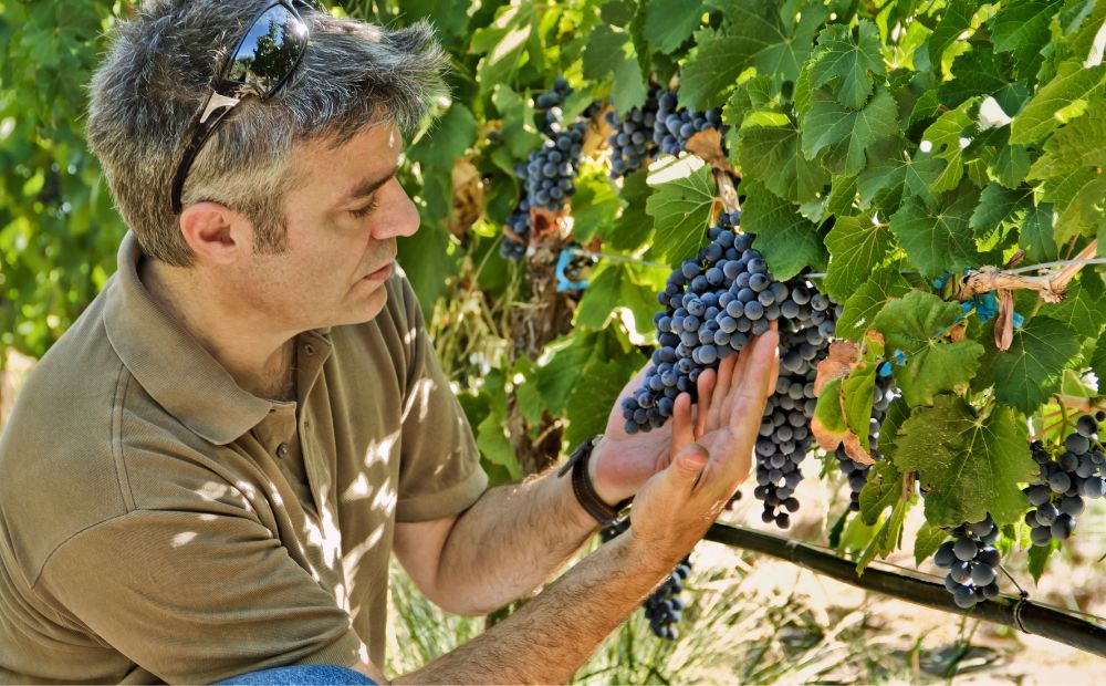 Bulgaria: Celebrating the Day of Winemakers – 'Trifon Zarezan'