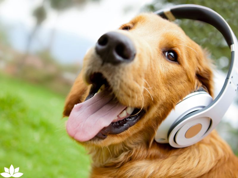 How White Noise Can Benefit Your Pets