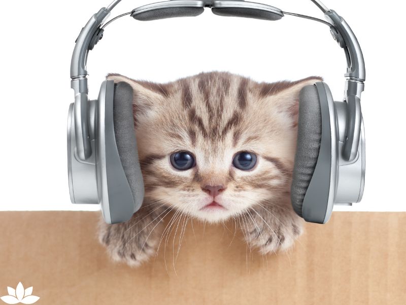 How White Noise Can Benefit Your Pets