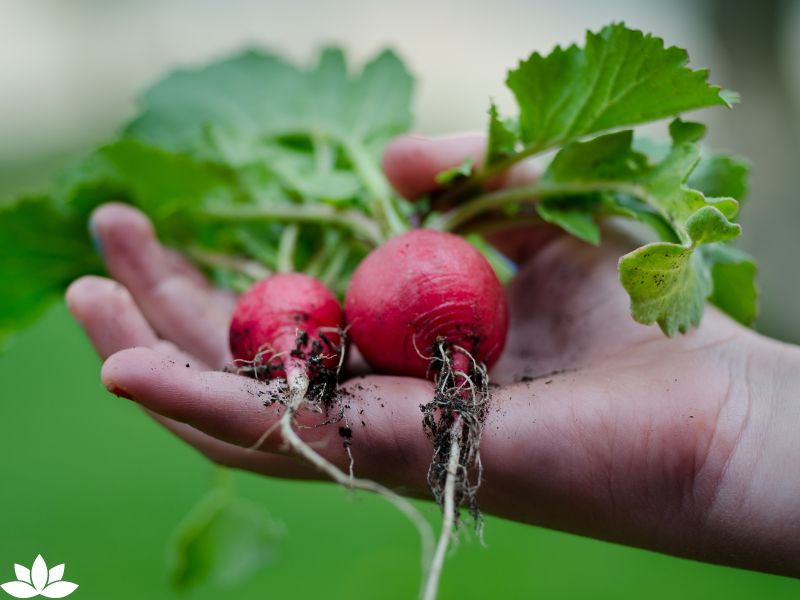 Top 10 Vegetables for Indoor Gardening: Cultivate Freshness and Flavor in Your Home