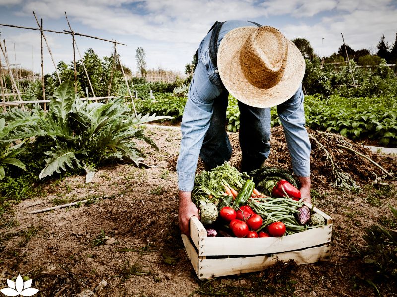 Top 10 Vegetables for Indoor Gardening: Cultivate Freshness and Flavor in Your Home