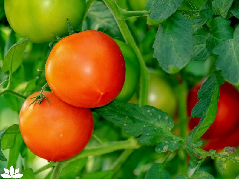 Top 10 Vegetables for Indoor Gardening: Cultivate Freshness and Flavor in Your Home