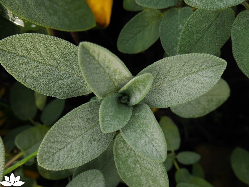 Creating a Witchy Herb Garden: Magical Herbs for Halloween Spells