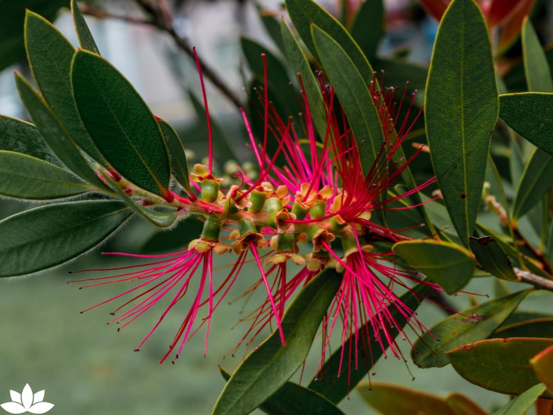 Spooky Plants for Your Halloween Garden: How to Grow a Haunted Garden