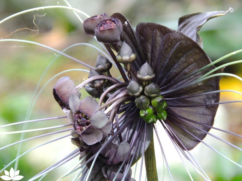 Spooky Plants for Your Halloween Garden: How to Grow a Haunted Garden