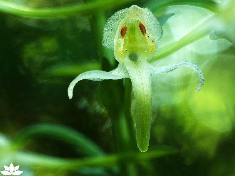 Spooky Plants for Your Halloween Garden: How to Grow a Haunted Garden