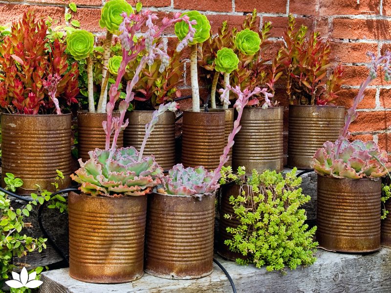 Top 10 Christmas Container Gardening Ideas to Brighten Your Home and Yard