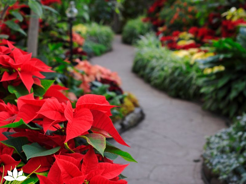 Top 10 Christmas Container Gardening Ideas to Brighten Your Home and Yard