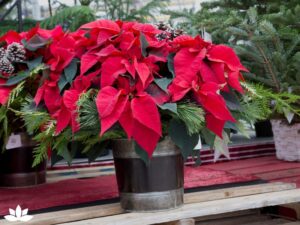 Top 10 Christmas Container Gardening Ideas to Brighten Your Home and Yard