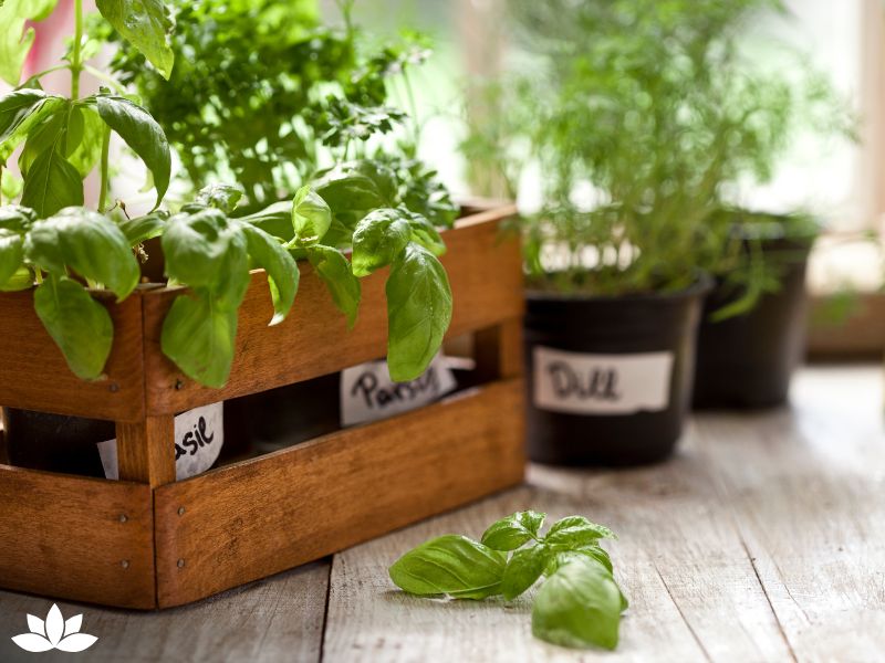 Top 10 Gardening Gifts to Spread Christmas Cheer This Holiday Season