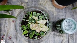 Micro-Gardens: How a Single Plant Can Transform a Whole Room With Simple Design Techniques