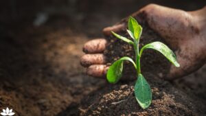 The Secret Life of Soil: How Touching Dirt Boosts Immunity and Enhances Health Naturally